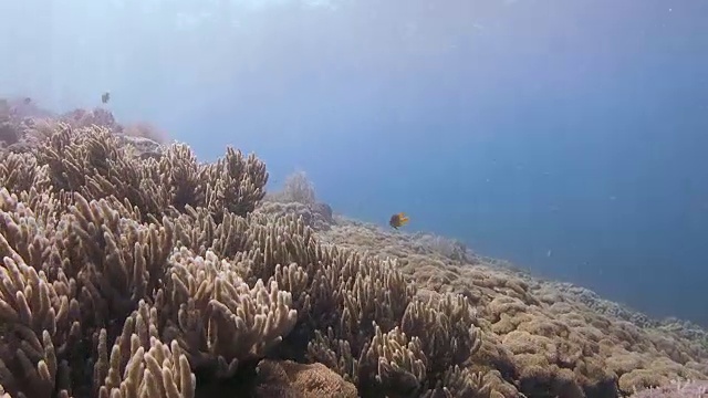 珊瑚礁，印度尼西亚拉贾·安帕特视频素材