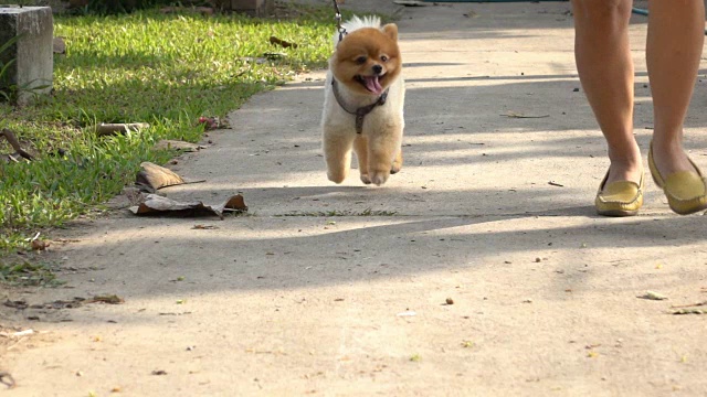 博美犬慢跑，慢动作视频素材