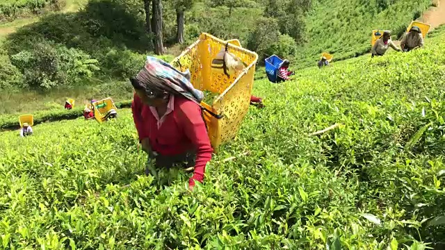 斯里兰卡的一名妇女在采茶视频素材