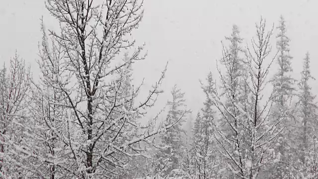 长焦拍摄的雪覆盖的树木在山期间，沉重的雪花暴风雪。视频素材