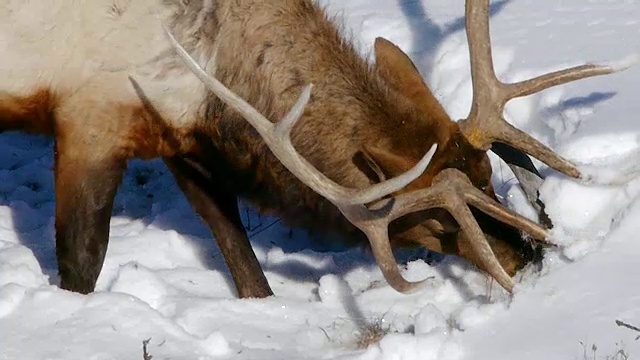 冬季，怀俄明州黄石国家公园，麋鹿在深雪下的草地上吃草视频素材