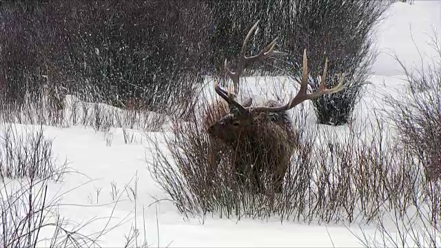 麋鹿公牛与大，沉重的架，吃草深雪，特写，黄石国家公园，怀俄明州，在冬天视频素材