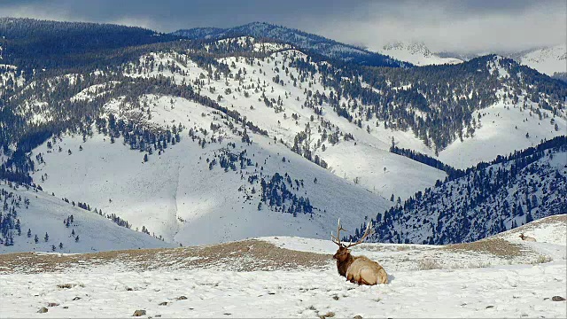 麋鹿躺在雪山后面，风景优美，黄石国家公园，怀俄明州，冬天视频素材