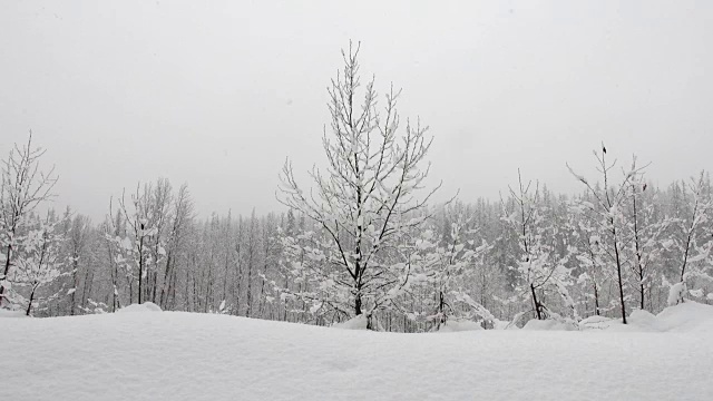 长焦拍摄的雪覆盖的树木在山期间，沉重的雪花暴风雪。视频素材