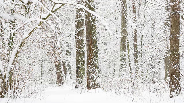 降雪后森林。冬天的风景。视频素材