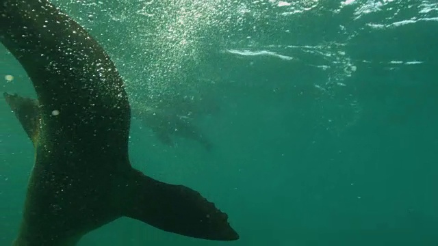 海狮视频素材