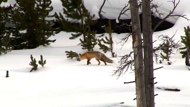 冬天，怀俄明州黄石国家公园，狐狸在雪地上小跑，打猎视频素材