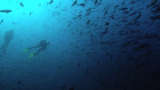 人们在海里游泳视频素材