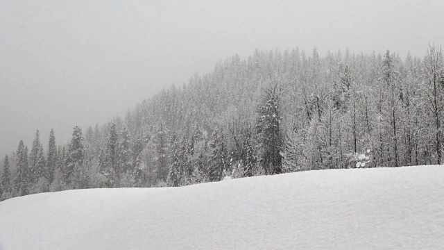 长焦拍摄的雪覆盖的树木在山期间，沉重的雪花暴风雪。视频素材