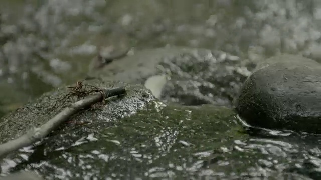 在一条浅河里，水从岩石上流过。视频素材