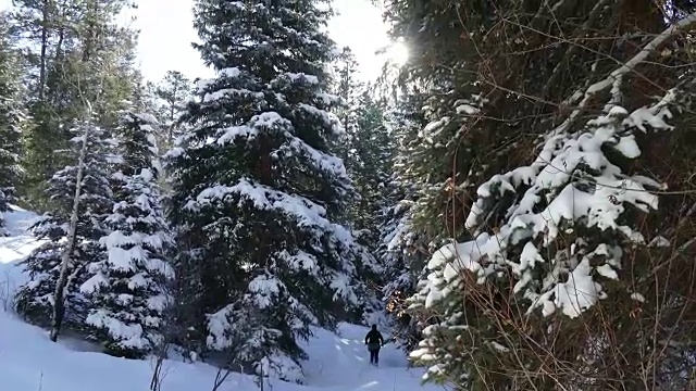 冬天的雪鞋雪常绿的松林山小径科罗拉多视频素材