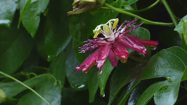 雨落在红色的西番莲上视频下载