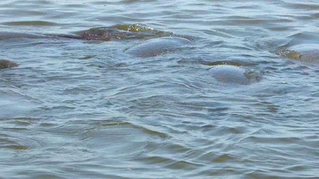 海牛吸声视频素材