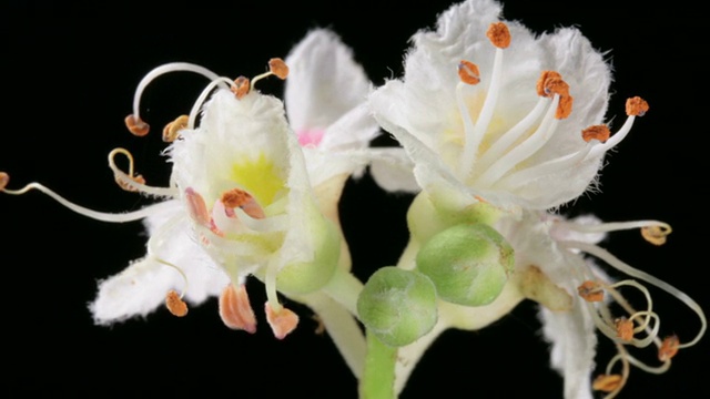 栗子花开花又枯死视频素材