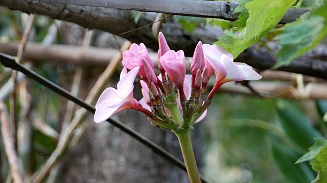 粉色花朵鸡蛋花视频素材