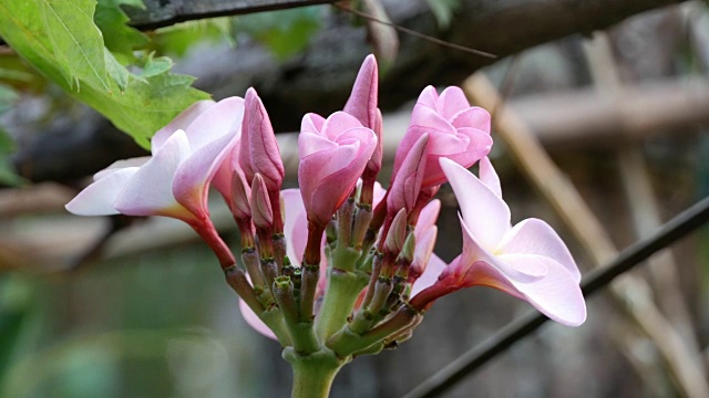 粉色花朵鸡蛋花视频素材