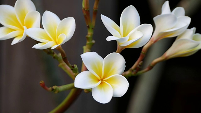 粉色花朵鸡蛋花视频素材