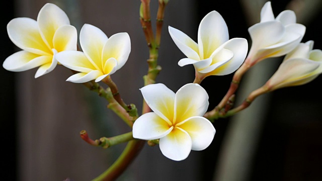 粉色花朵鸡蛋花视频素材