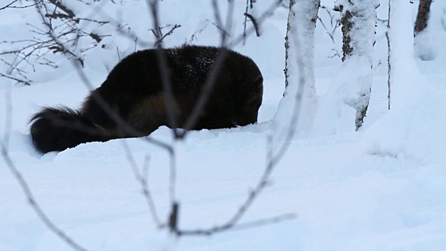 挪威，狼獾在雪地里吃东西视频素材