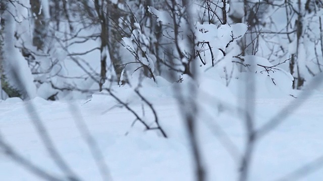 挪威白雪覆盖的森林里，狼獾带着食物逃跑视频素材