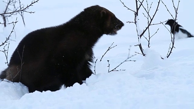 挪威，狼獾和一只鸟在白雪覆盖的森林里奔跑视频素材