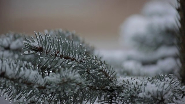 圣诞树上的雪，德比郡，英国，欧洲视频素材