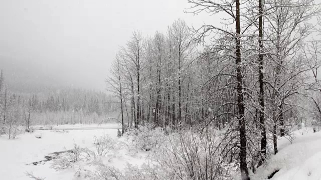 右、左宽拍摄在大雪纷飞的雪灾中，河边和山上被雪覆盖的树木。视频素材