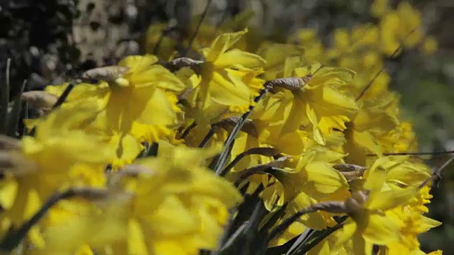 水仙花，希思，德比郡，英国，欧洲视频素材