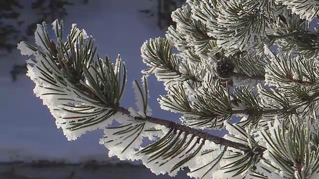 冬天，怀俄明州黄石国家公园的松针被冰雪覆盖视频素材