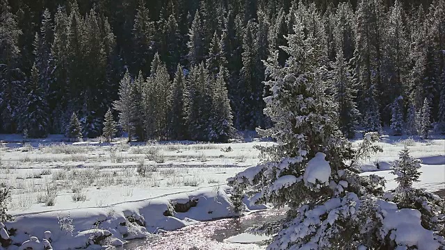 冬天，黄石国家公园的树木被霜雪覆盖视频素材