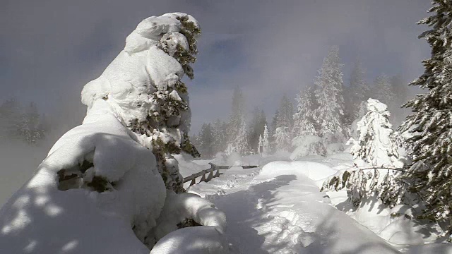 冬天，黄石国家公园的树木被霜雪覆盖视频素材