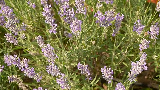 蜜蜂在薰衣草花上视频素材