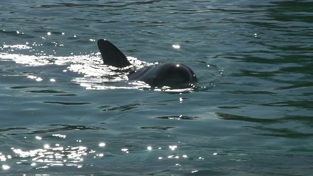 海豚掠过水面视频下载