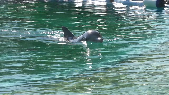 海豚游泳视频下载