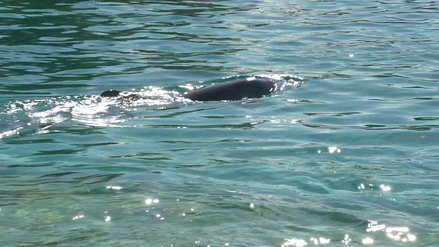 海豚在浅水中游泳视频下载