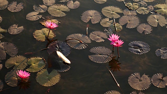 水雾粉红荷花，4k(UHD)视频素材