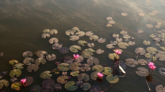 水雾粉红荷花，4k(UHD)视频素材