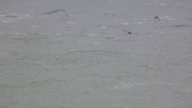 鸟儿在雨中飞翔视频下载