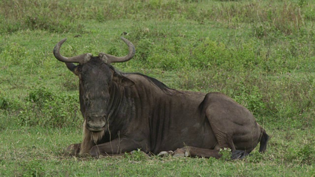 Gnu - ngorongoro狩猎视频素材