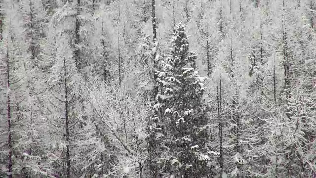 长焦拍摄的雪覆盖的树木在山期间，沉重的雪花暴风雪。视频素材