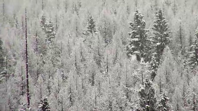 潘留下的长焦镜头拍摄了大雪纷飞期间山上被雪覆盖的树木。视频素材