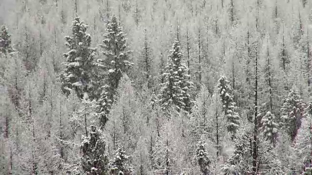 长焦拍摄的雪覆盖的树木在山期间，沉重的雪花暴风雪。视频素材