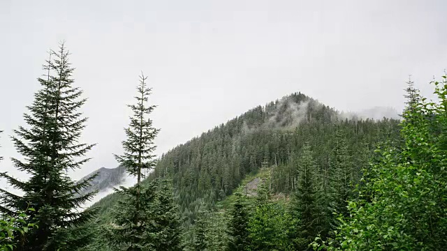 雷尼尔山森林雾，旅行和延时穿越华盛顿视频素材