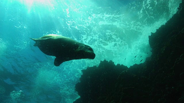 海狗视频素材