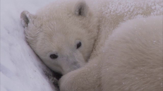 加拿大马尼托巴省丘吉尔市，北极熊蜷缩在雪地里视频素材