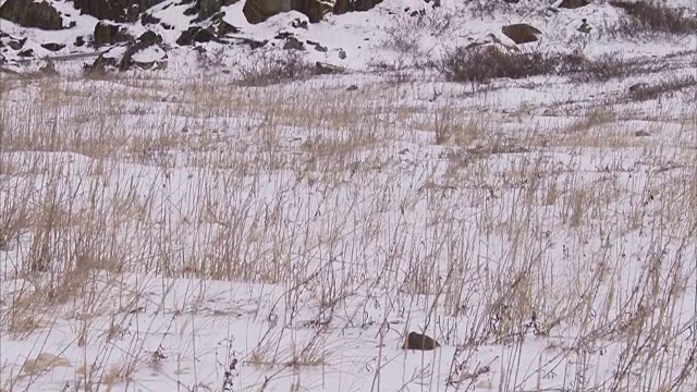 加拿大马尼托巴省丘吉尔市，北极熊蜷缩在雪地里视频素材