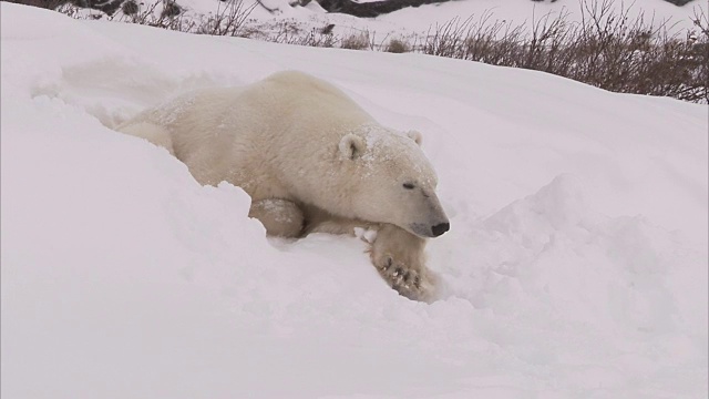 加拿大马尼托巴省丘吉尔市雪地里的北极熊窝视频素材