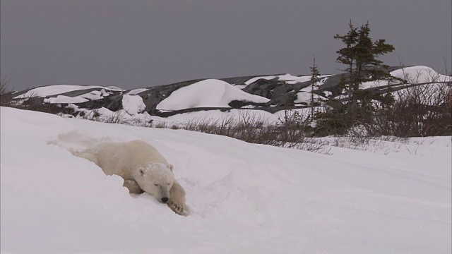 加拿大马尼托巴省丘吉尔市雪地里的北极熊窝视频素材