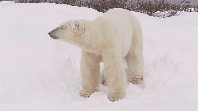 加拿大马尼托巴省丘吉尔市雪地里的北极熊窝视频素材