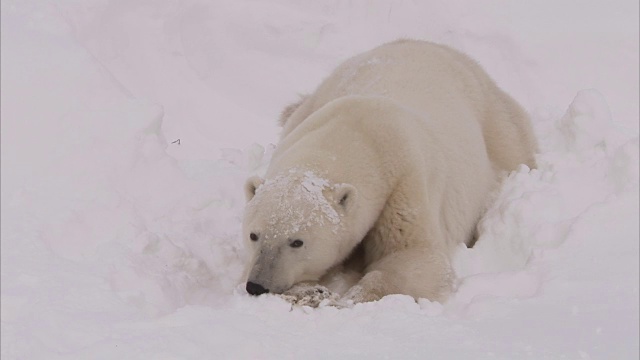 加拿大马尼托巴省丘吉尔市雪地里的北极熊窝视频素材